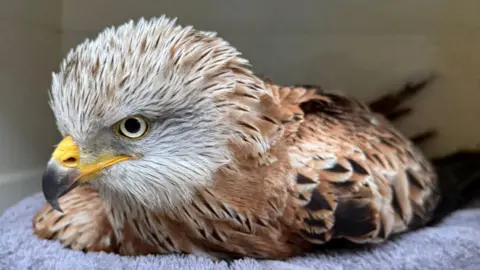 A red kite with white feathers on its face an a yellow beak. Its body feathers are red and black, and it has large white eyes. It is lying on a purple towel.
