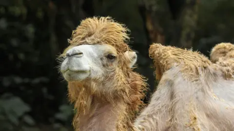 Paignton Zoo A bactrian camel at Paignton Zoo