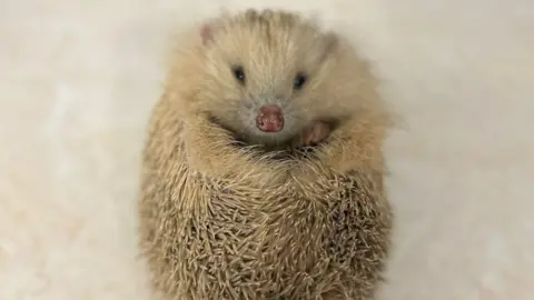 A little hedgehog curled up in a ball. Most of its spikes and its face are an off white colour