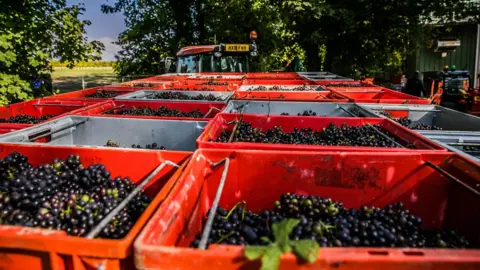 Hambledon Vineyard Hambledon Vineyard