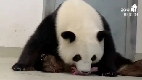EPA Panda mother with cub