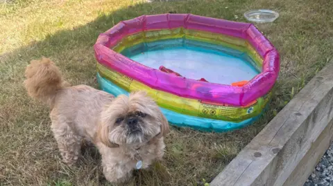 A small shih tzu stood on grass looking at the camera. It is stood next to a pink, yellow and blue paddling pool with water in. 