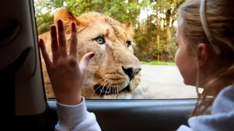 Knowsley Safari Girl looking out of car window at a lioness