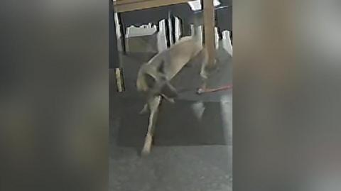 A CCTV still showing a dog in a pub with brown fur and black ears standing over a mat on the floor
