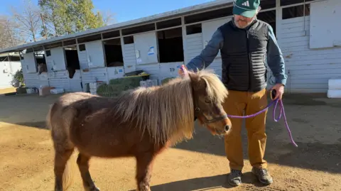 Izzy the young horse is walked around the stables by a volunteer at the center 