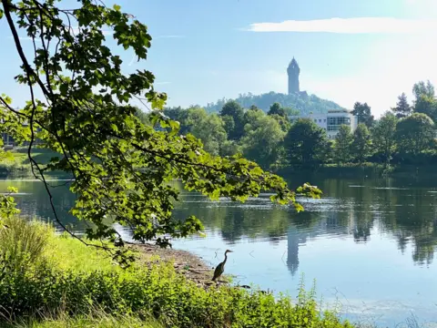 Lorna Donaldson A cormorant at the edge of a loch surrounded by trees. The Wallace Monument is in the background and the sun is shining. 