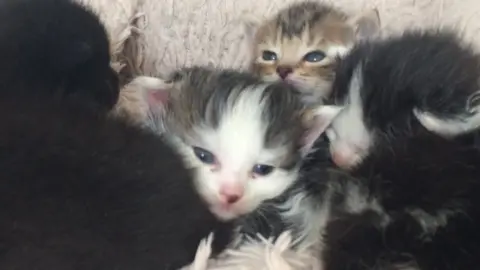 Blue Cross Kittens