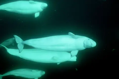 Getty Images - Doug Allan Group of beluga whales swimming together underwater in dark Arctic waters, their white bodies glowing against the deep green-blue background.