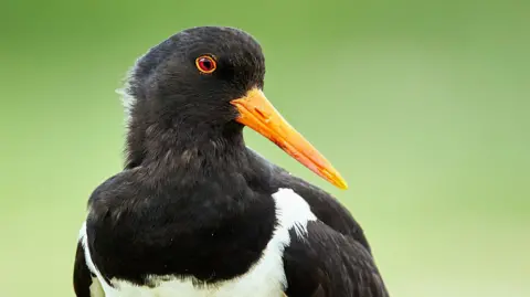 Oystercatcher