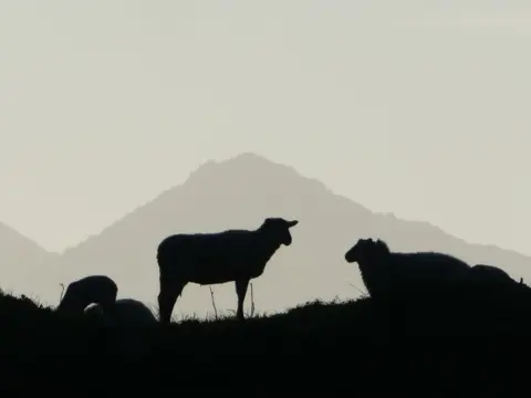 Sharon Alvey-Ball Silhouetted sheep 