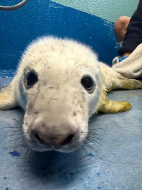 Cornwall Seal Sanctuary The little white seal pup is looking at the camera. It has pure a white coat and big back eyes.