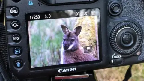 Amy Mulhern Wallaby