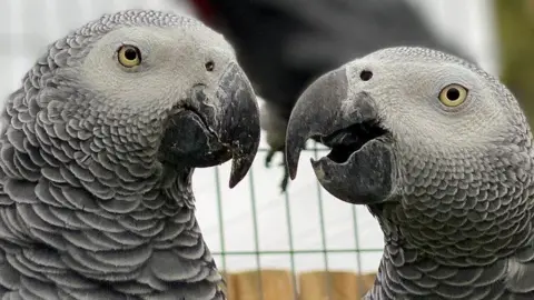 Lincolnshire Wildlife Park Two African grey parrots