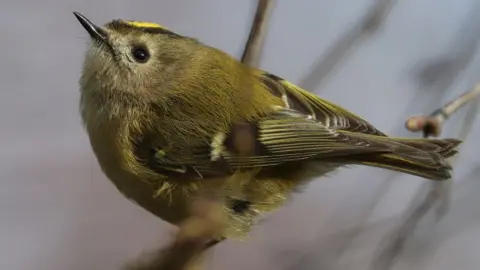 Getty Images Goldcrest