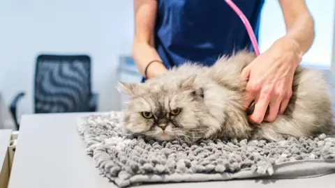 Getty Images A cat being examined by a vet