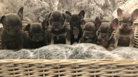 Mark Orley Seven daschund puppies