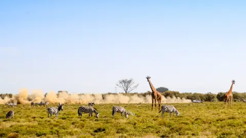 EPA Lorenzo Bertelli of Italy drives past zebras and giraffes during the Safari Rally near Nairobi, Kenya - Friday 25 June 2021