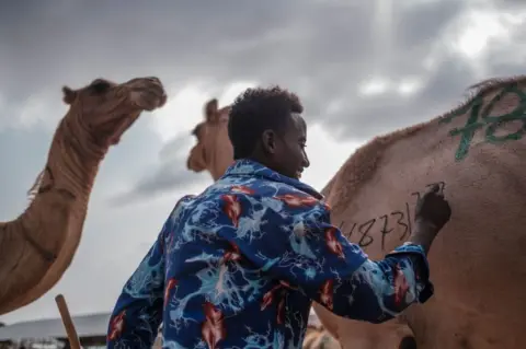 AFP A man writes a number on a camel at a livestock market.