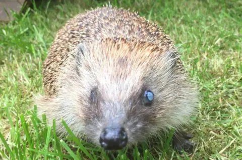 Herts Hogline Long term resident at Herts Hogline