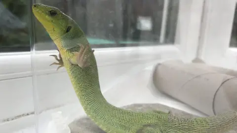 RSPCA Cymru Green Balkan lizard