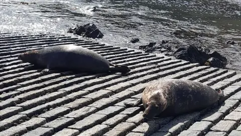 GSPCA Seals