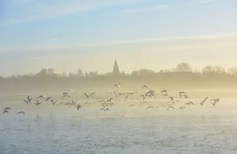 Jericho: A Celebration Birds on Port Meadow