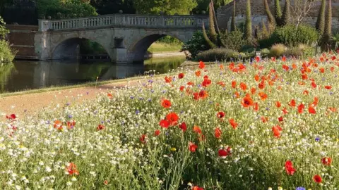 Steve Coghill King's College flower meadow