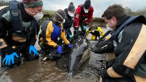 BDMLR Six people in wetsuits raise a dolphin out of water on a stretcher.