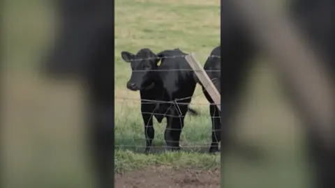 A black cow stands behind a fence in a field.