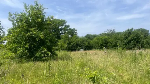 Open land with overgrown grass on it. There are a few trees and very long grass