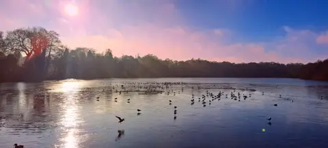 Beks Walker Runner / BBC Weather Watchers Birds on a pool with trees in distance and the sun reflecting off the water