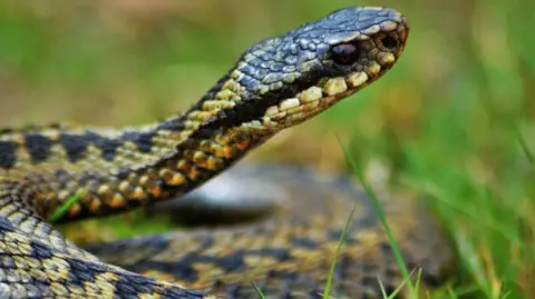 A close-up of an adder curled up in grass.