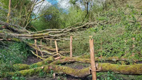 trees laid on their side in woodland