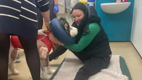 Marie Hay Marie Hay strokes her dog Naevia at the vets. The husky is standing up but has been fully shaved. Bandages have been placed over wounds. The dog is wearing a red vest and has a blue protective collar around its neck.