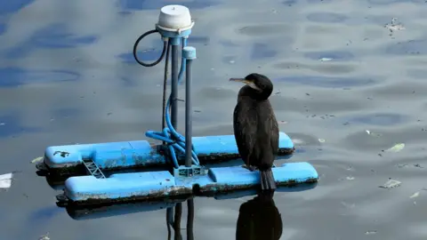 A dark brown waterbird with a long, slightly hooked beak stands on a bright blue floating device on water. The device has several vertical metal supports, cables, and a white cylindrical component mounted on top. Small bits of debris drift on the water’s surface around the platform.