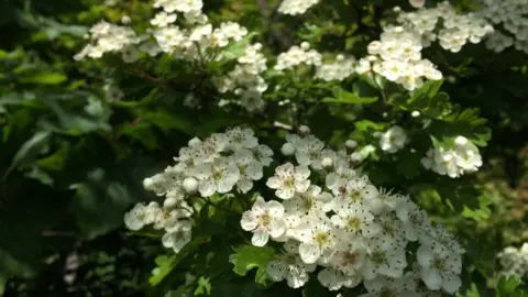 Chris Arundel/BBC A close-up of clusters of small white flowers blooming out of green leaves.