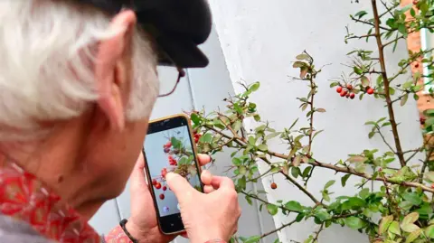 An elderly man with white hair and glasses who is wearing a flat cap, using a smartphone to take a close-up photo of red berries on a branch.