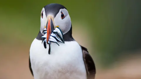 Katie Nethercoat/RSPB A puffin holds sandeels in its mouth