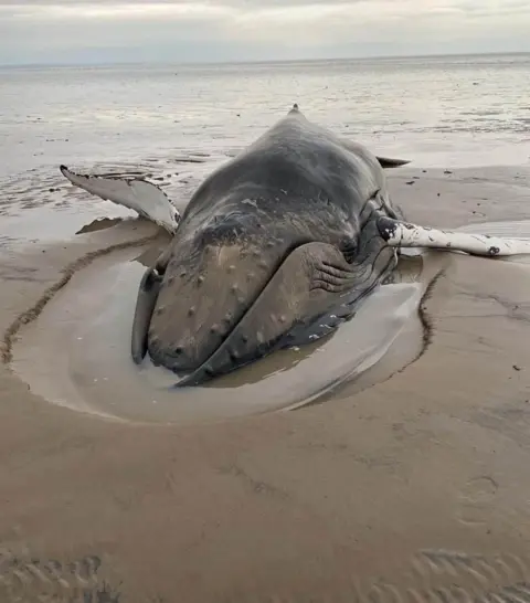 Alistair Bertram/Katie Kolita A humpback whale stuck in sand at low tide with a grey sky in the distance