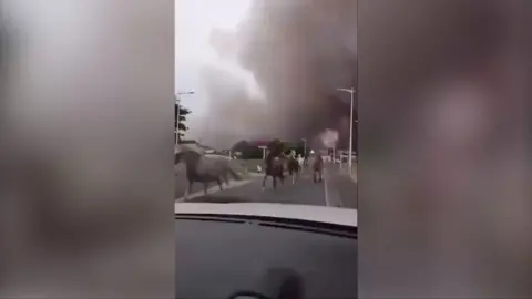 Horses are filmed galloping through a street in the French town of Biscarrosse as wildfires near