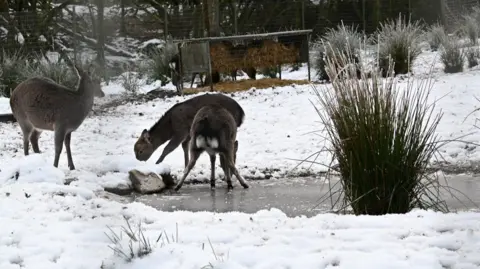 Maria McSorley Three deer are playing in a snow covered enclosure. One of the deep appears to be slipping on a frozen puddle. In the background there is a feeder filled with straw. There are some large rushes in shot as well. There is a fence at the very back of the photo. 