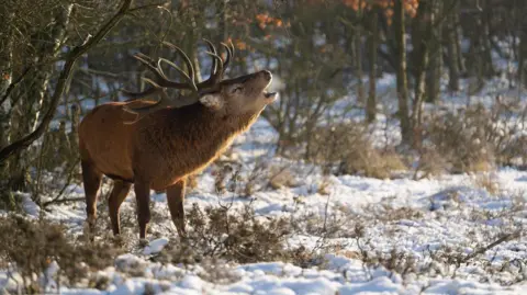 BBC Weather Watchers/Charlotte A stag looks to be making a sound with its open mouth turned to the air. The stag has large antlers, brown fur and stands among the snow in a woodland scene.