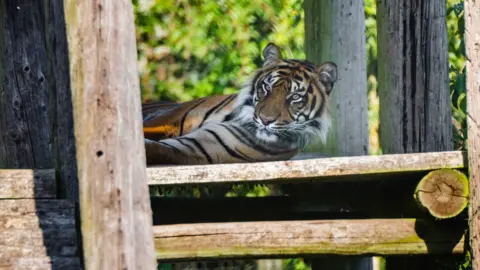 Howletts Wild Animal Park A tiger lying down on a wooden platform and looking up.
