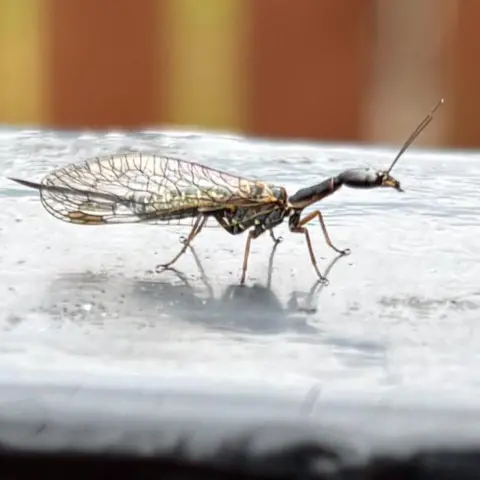 Grace McKenzie The snakefly has a long body and a head that resembles an ant's head. It has long, delicate wings. It is resting on top of a black railing outside a back door. A brown garden fence is visible, but slightly blurred in the background.