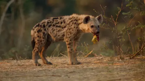 Hyena cub holds a flower in its mouth