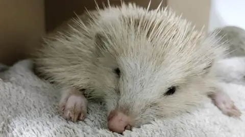 A pale blonde Alderney hedgehog is lying on a towel. It has a pink nose, pink paws with long nails and black eyes. It has a white furry face and spines on its head and body are long and white.