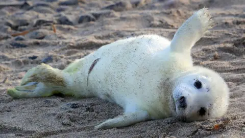 PA Farne Island grey seals