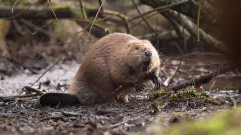 PA A beaver on land sitting amongst tree branches