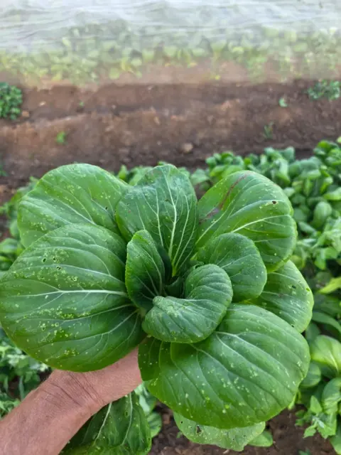 John Harper A close-up of pak choi with holes in. 