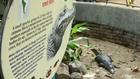 Jerin Samuel Crocodile transfer